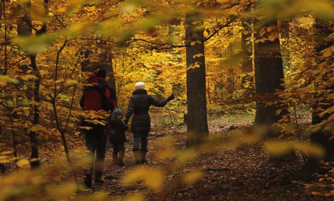 Groupement Forestier d’Investissement : de multiples atouts pour diversifier son patrimoine